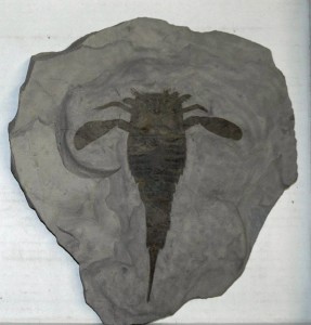 Eurypterus remipes1