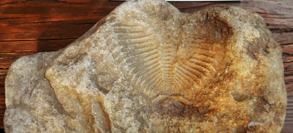 Giant’s Rib Donates Fossil to ROM